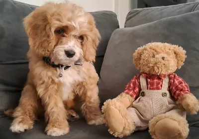 Sevimli Maltipoo Yavrusu Yuva Arıyor