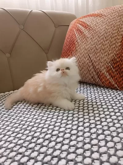 İran Persian Orijinal Yavrular