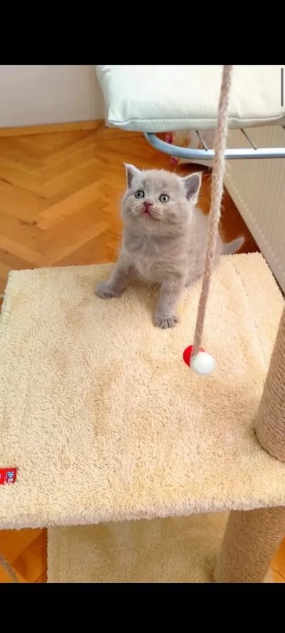Gri Lilac Dişi Erkek Yavru Kediler