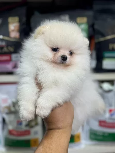Güzeller Güzeli Pomeranian Yavrularımız