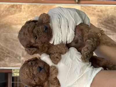 Kore Poodle Yavrularımız
