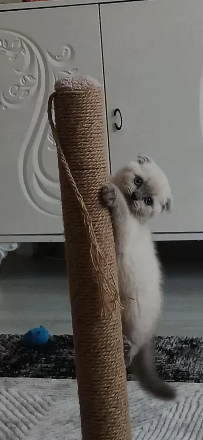 Anne Baba Şecereli İyi İrk Scottish Fold