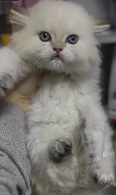 Ay1233 Safkan British Longhair Gollden Point Erkek