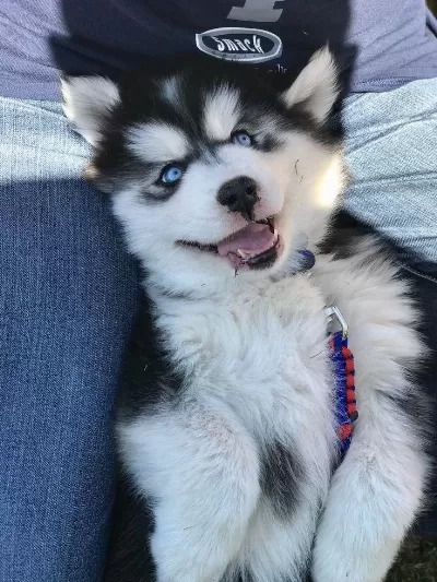 Sağlık Ve İrk Garantili Husky