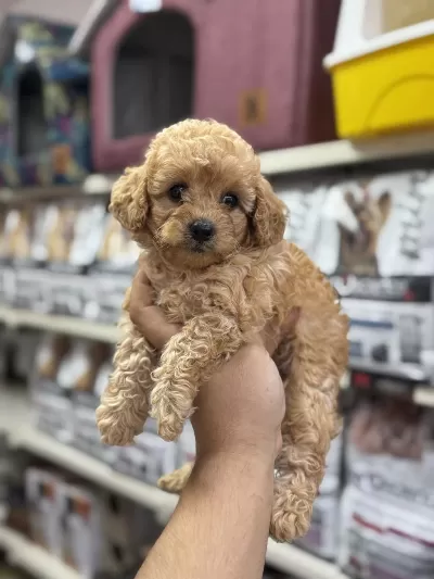 Maltipoo Yavrularımız Tüy Dökmezler