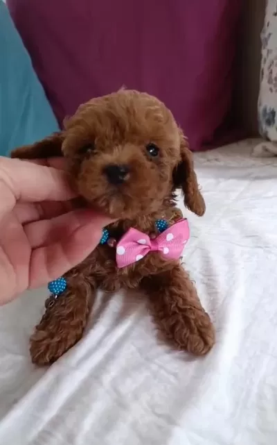 Ev Üretimi Kore Ve Kore Kan Toy Poodle Bebekler Çorlu