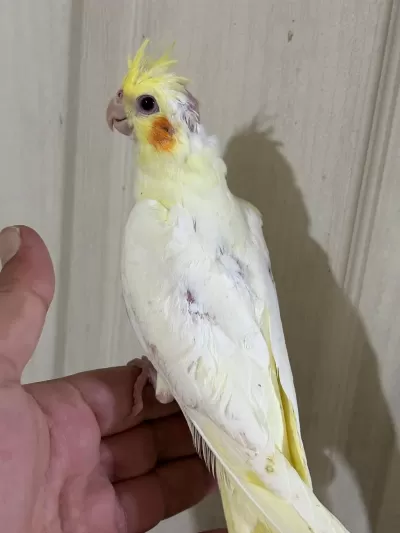 Konuşturmalik 40 Günlük Lutino Sultan Papağani Bebek