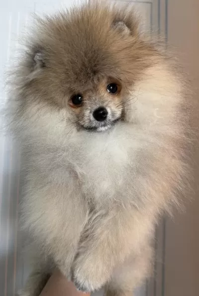 Pomeranian Boo Harika Yavrumuz