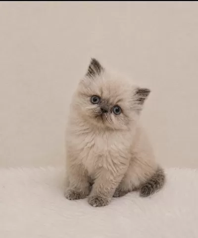 Doll Face Himalayan İran Persian