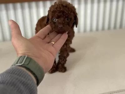 Petmode Köpek Çiftliğinden Tea Cup Kore Poodle