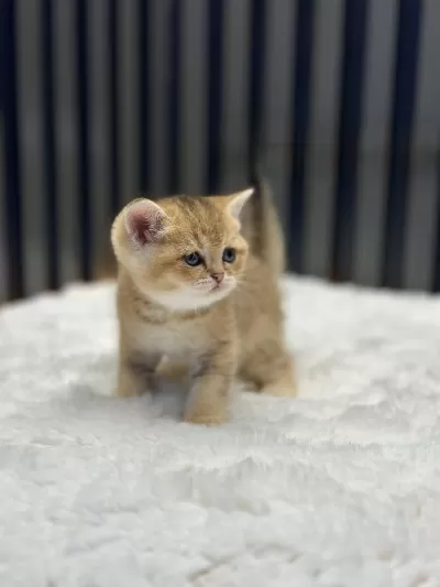 Golden British Shorthair Show Class