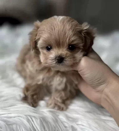 Tr Nin En İyi Teacup Kore Maltipoo Yavruları