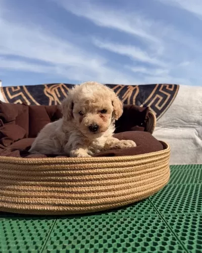 Süper Teacup Maltipoo Kore