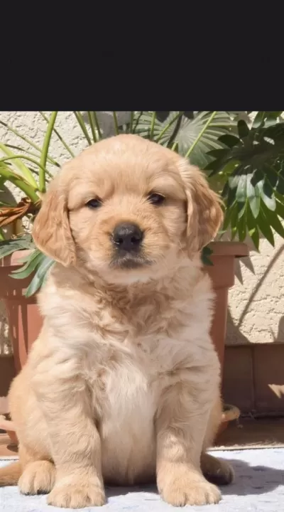 Golden Retriever Safkan Yavru