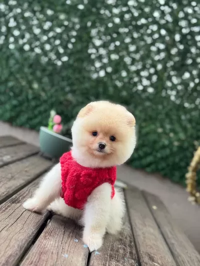 Sağlik Ve İrk Garantili Pomeranian Bebek