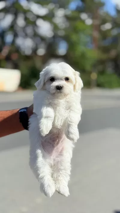 Ücretsiz Köpek Egitmeniyle Ev Düzeni Olusturma Hediyemiz