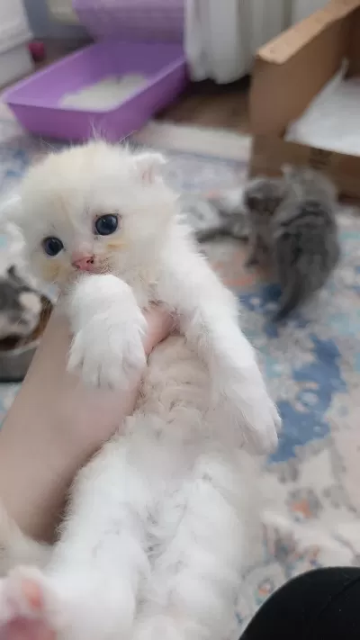 Sarı Orjinal Scottish Fold
