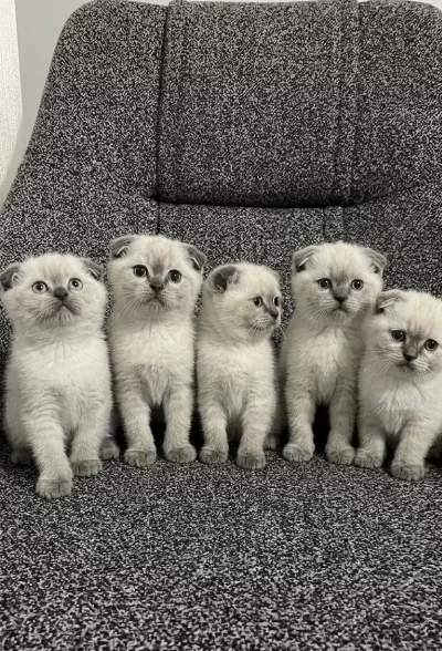 Safkan Scottish Fold Yavrularımız
