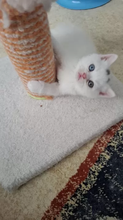 British Shorthair Yeni Yuvasına Hazır Yavru