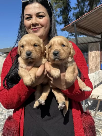Bebek Yüz Golden Retriever Yavrularım