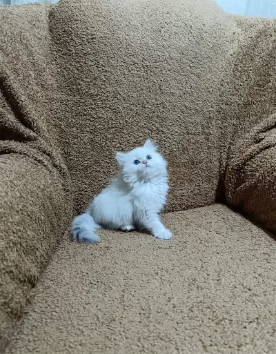 British Longhair Silver Point Kızımız