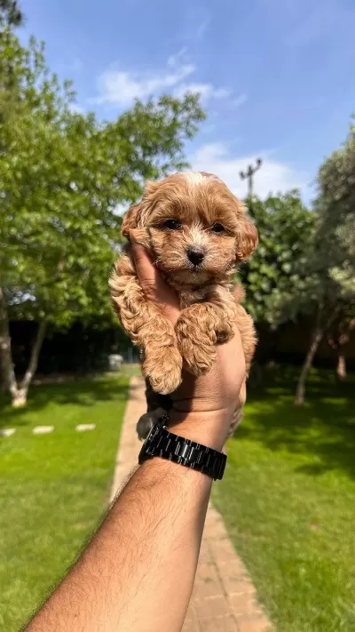 Kore Maltipoo Yavrumuz