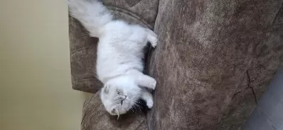 Şampiyon Scottish Fold Dişi