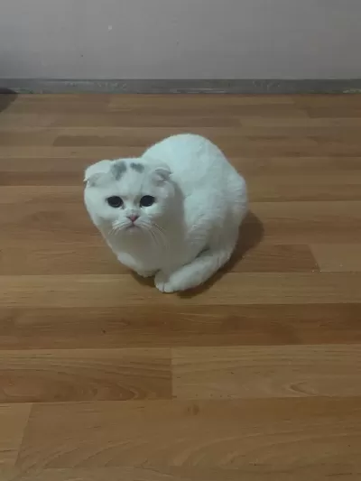 Scottish Fold Kedilerimiz