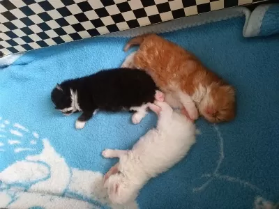 Safkan İran Persian Yavrular