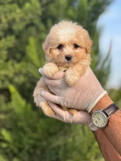 Sağlık Garantili Maltipoo Yavrular
