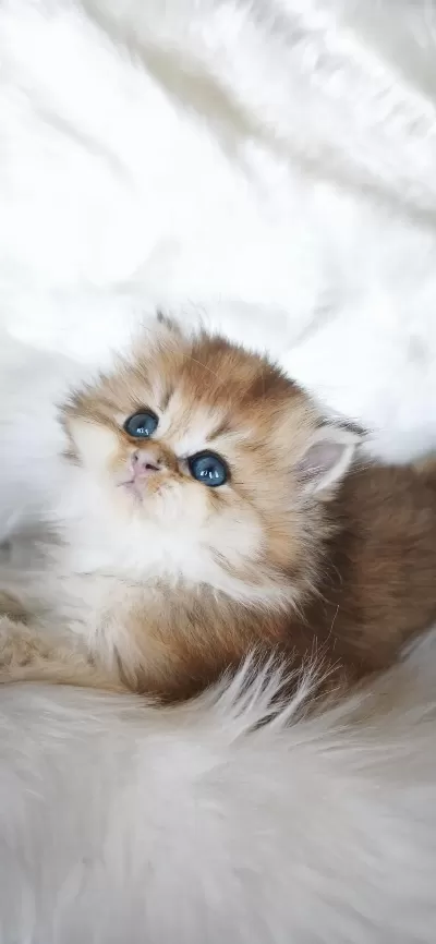 Ny25 Dişi British Longhair