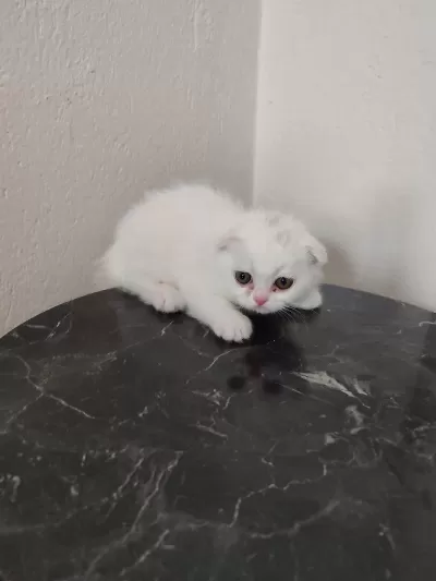 Scottish Fold Dişimiz