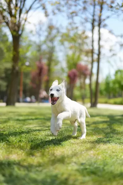 Muhteşem Husky Yavruları