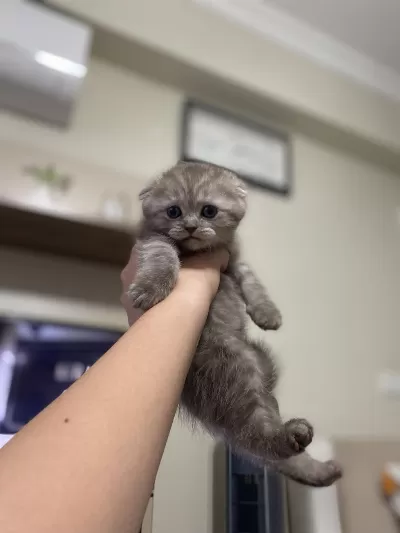 1 Buçuk Scottish Fold Yavru Kediler