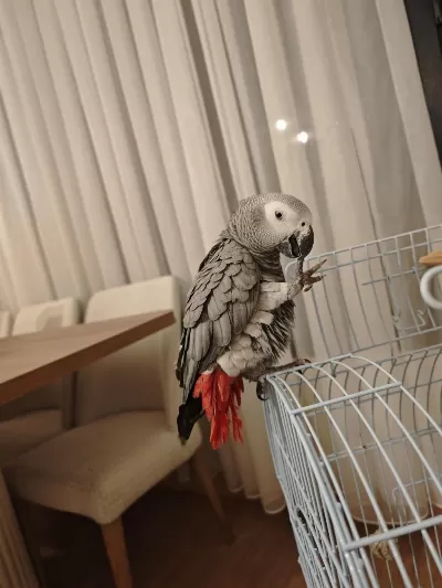 1 Yaşında Evcil Jako