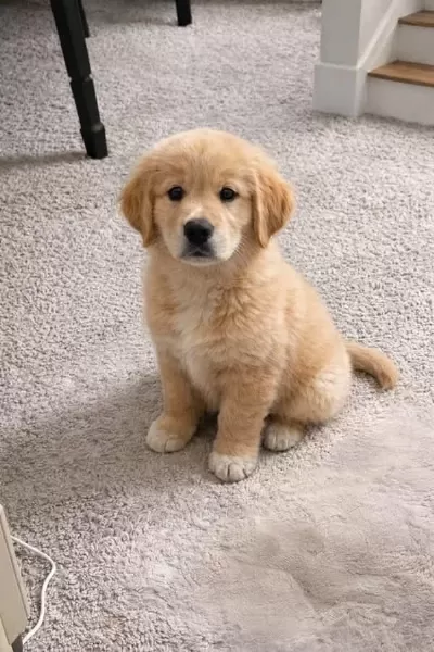 Bebek Yüz Golden Retriever Yavrular 2 Aylık