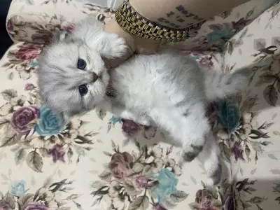 Eskişehir Tepebaşı British Longhair