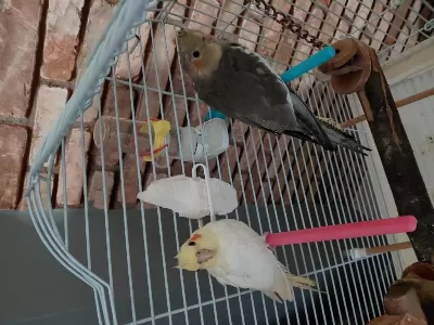 Bebek Sultan Papağanlar