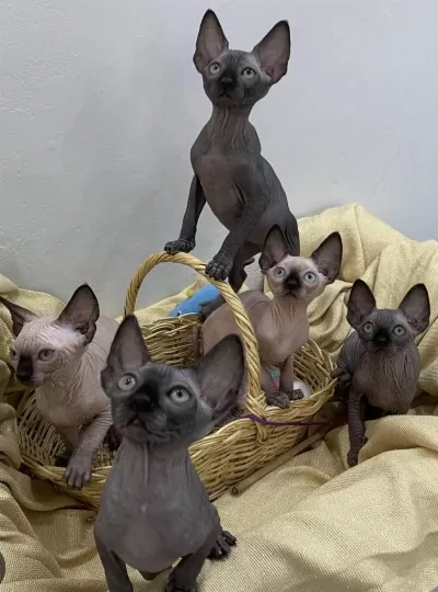Kanada Sphynx Yavrular
