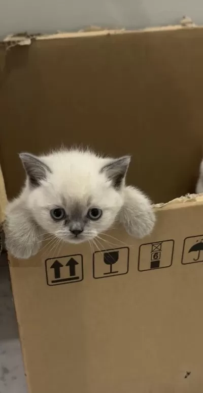 Safkan 2 Aylık British Shorthair Blue Point