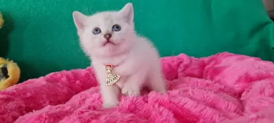 Bluepoint British Shorthair Dişi Yavrumuz Gitmeye Hazır