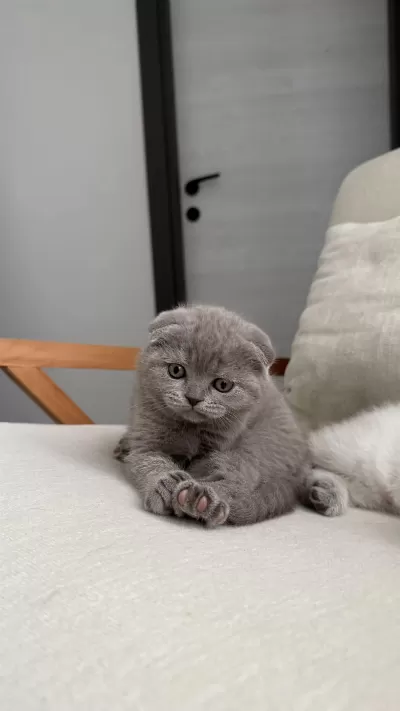 Scottish Fold 55 Günlük Dişi