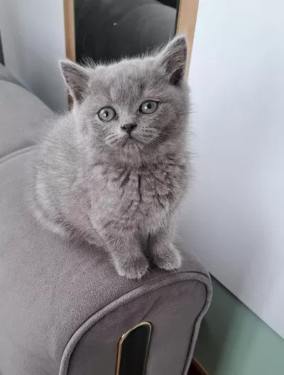 Yeni Yuvasına Gitmeye Hazır Dişi British Shorthair