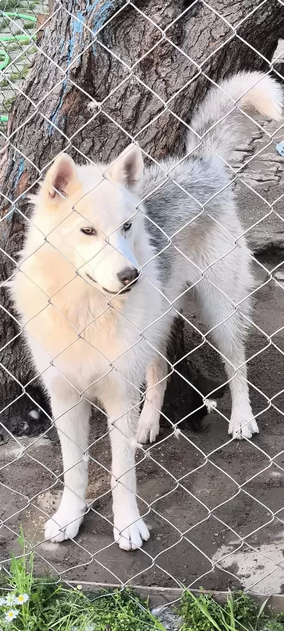 9 Aylık Husky Erkeğimiz