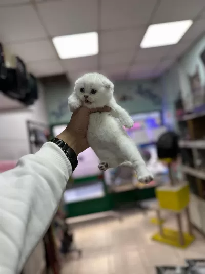 A+ Kalite British Shorthair Bebeğimiz