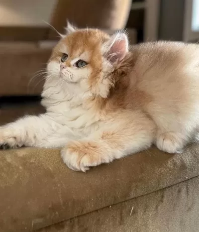 Show Kalite Safkan British Longhair Yavrular