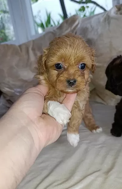 Çok Sevimli Ev Üretimi Maltipoo Bebekler