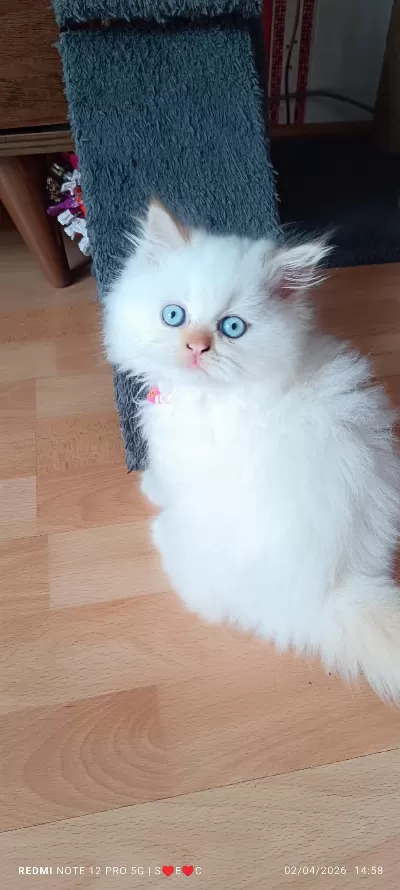 Yaramaz Boncuk İran Kedisi