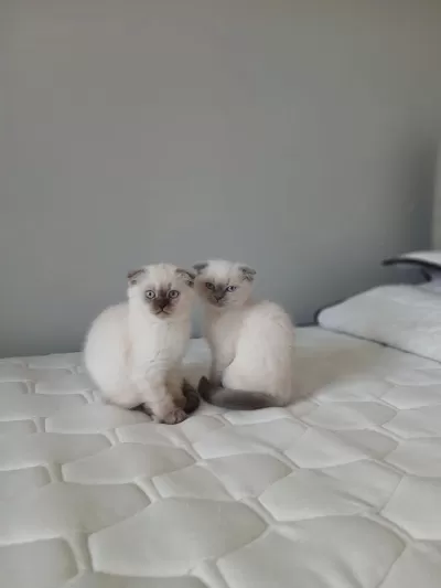 Şirin Scottish Fold Yavrularımıza Güzel Aileler Arıyoruz