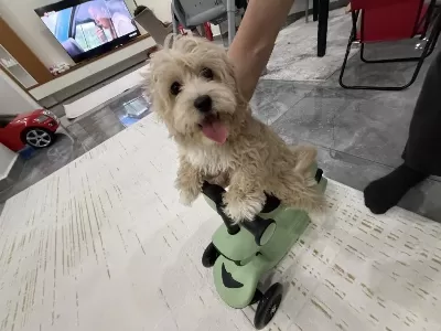 3 Aylık Maltipoo Yavrumuz